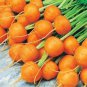 Fresh Round Parisian Carrot Seeds Heirloom & Non Gmo Carrot Seeds 100+ Seeds Garden