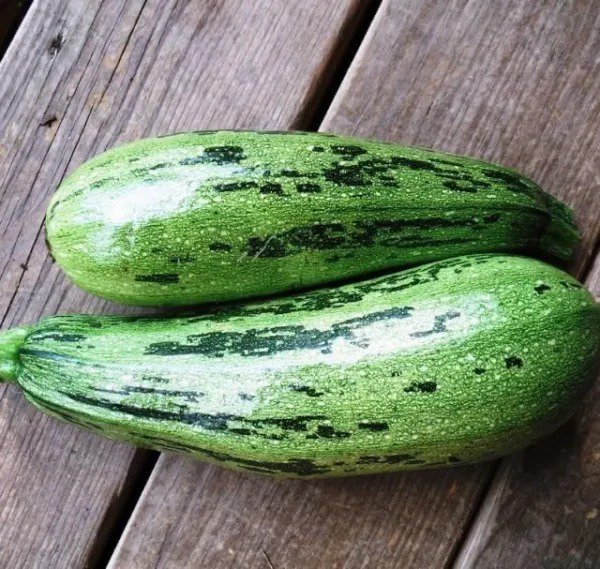 Fresh Caserta Squash Seeds For Planting (10 Seeds) Garden