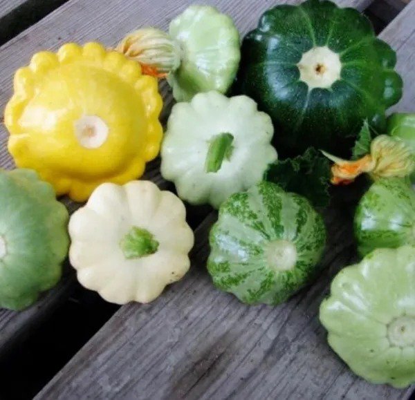 Fresh Scalloped Summer Squash Seeds For Planting Mixed Color (10 Seeds) Garden
