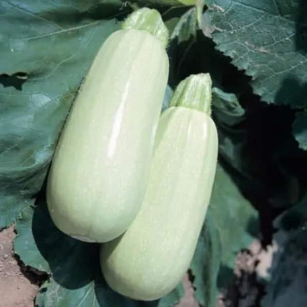 Fresh Lungo Bianco Squash Seeds For Planting (10 Seeds) Garden