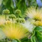 Fresh Mother In Law'S Tongue Tree Seeds For Planting (10 Seeds) Albizia Lebbeck Garden