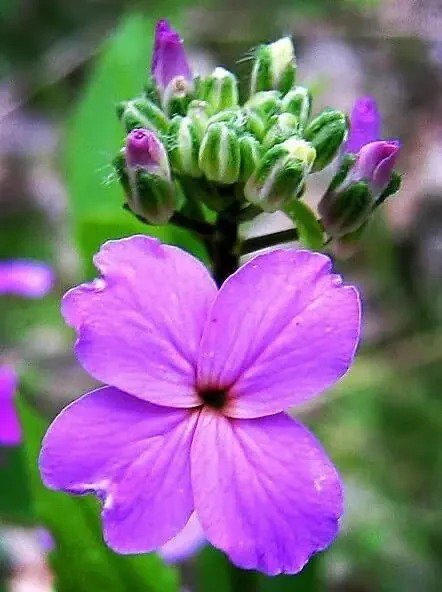 Fresh Dames Rocket Flower Seeds For Planting Hesperis Matronalis (500 Seeds) Garden