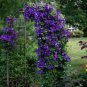 Fresh Purple Clematis Seeds For Planting (50 Seeds) Clematis Occidentalis Garden