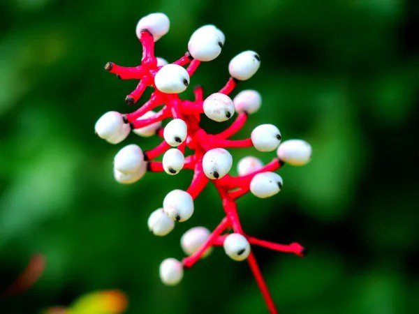 Fresh Doll'S Eyes Wildflower Seeds 20+ Seeds Of Actaea Pachypoda Non ...