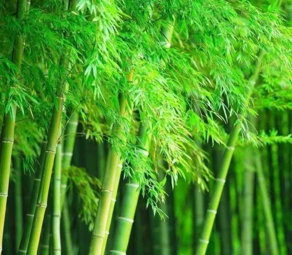 Fresh Giant Timber Bamboo Seeds For Planting 100 Seeds Exotic And Fast Growing Garden