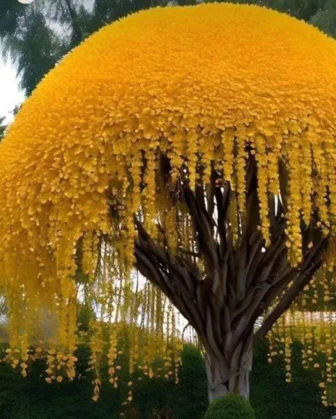 Fresh Golden Shower Tree Seeds For Planting (30 Seeds) Stunning Weeping Yellow Blooms Garden
