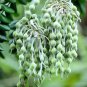 Fresh Silver Necklace Bush Seeds For Planting (5 Seeds) Sophora Tomentosa Garden