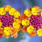 Fresh Lantana Flower Seeds For Planting 50 Seeds Made In Usa Ships From Iowa Garden