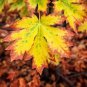 Fresh Bigleaf Maple Tree Seeds For Planting 30+ Seeds Garden