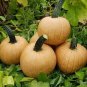 Fresh Hot Chocolate Pumpkin Seeds For Planting (10 Seeds) Ships From Iowa Usa Garden