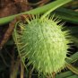 Fresh 30 Wild Cucumber Seeds For Planting Echinocystis Lobata Garden