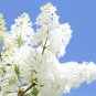 Fresh 25 White Japanese Lilac Seeds (Extremely Fragrant) Garden