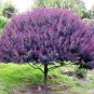 Fresh 30 Blue Leafed Mimosa Tree Seeds For Planting Acacia Baileyana Purpurea Garden