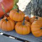 Fresh 10 Orangita Pumpkin Seeds For Planting Small Orange Pumpkins Garden