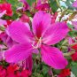 Fresh 10 Orchid Tree Seeds For Planting Butterfly Tree Bauhinia Purpurea Garden