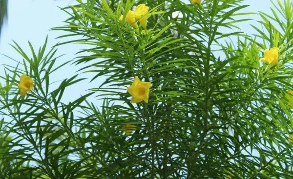 Fresh 5 Lucky Nut Bush Seeds For Planting Thevetia Peruviana Garden