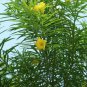 Fresh 5 Lucky Nut Bush Seeds For Planting Thevetia Peruviana Garden