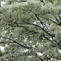 Fresh 10 Chinese Fringe Tree Seeds For Planting Chionanthus Retusus Garden