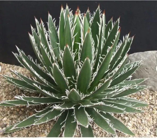 Fresh 10 Thread Leaf Agave Seeds For Planting Exotic Cactus Agave Filifera Garden