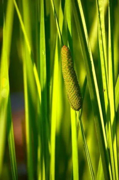 Fresh 50 Sweet Flag Native Seeds For Planting Acorus Americanus Garden
