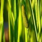 Fresh 50 Sweet Flag Native Seeds For Planting Acorus Americanus Garden