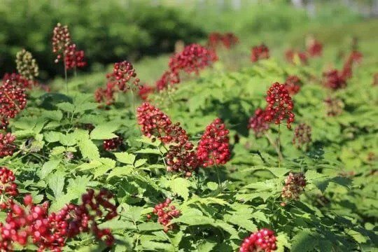 Fresh 50 Red Baneberry Native Seeds For Planting Actaea Rubra Garden