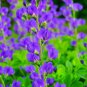 Fresh 100 Wild Blue Indigo Bush Seeds For Planting Baptisia Australis Garden