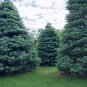 Fresh 30 White Fir Seeds For Planting Abies Concolor Garden