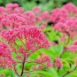 Fresh 1 000 Thoroughwort Herb Seeds For Planting Eupatorium Perfoliatum Garden