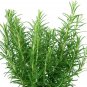 Fresh 50 Rosemary Herb Seeds For Planting Rosmarinus Officinalis Garden