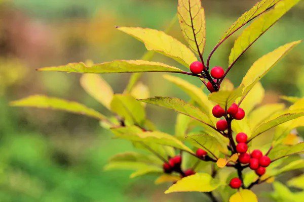 Fresh 30 Red Huckleberry Seeds For Planting Vaccinium Parvifolium Garden