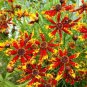 Fresh 100 Rare Coreopsis Seeds To Plant Radiana Tigrina Garden