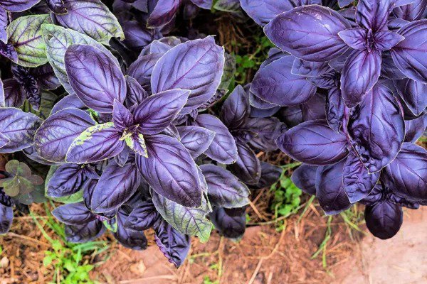 Fresh 200 Purple Basil Herb Seeds For Planting Garden