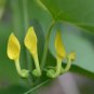 Fresh 10 Birthwort Herb Seeds For Planting Aristolochia Clematitis Garden