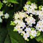 Fresh 100 Arrowwood Bush Seeds For Planting Blooming Hedge Row Bush Garden