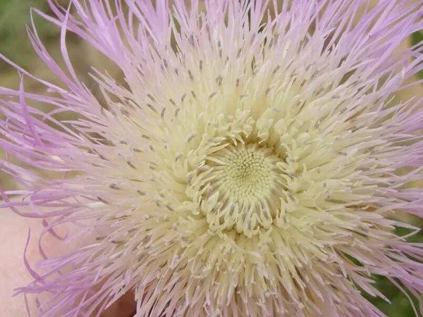 Fresh 100 American Star Thistle Seeds Centaurea Americana Basket Flower Garden