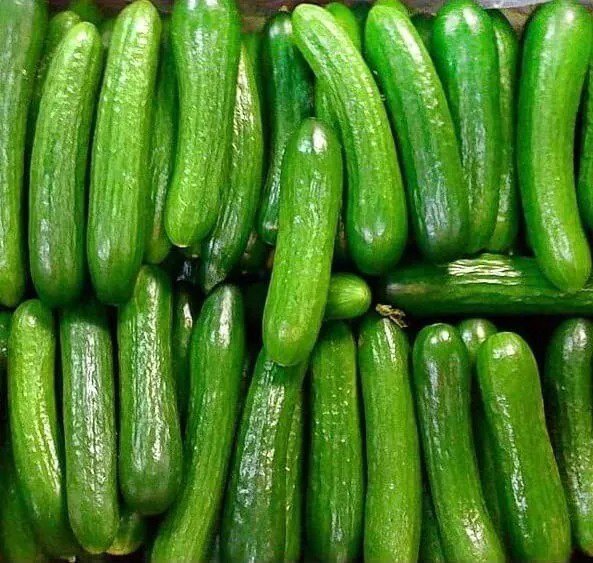 Fresh 30 Alpha Cucumber Seeds For Planting Persian Beit Alpha Cucumis Sativus Garden