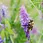 Fresh 8 Pounds Hairy Vetch Seeds For Planting Cover Crop Grain Bee Pasture Pollinator Garden