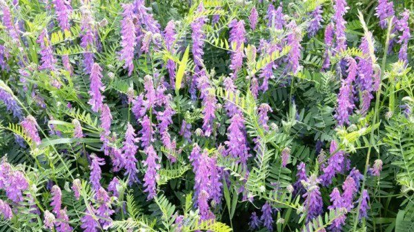 Fresh 1 Pound Hairy Vetch Seeds For Planting Cover Crop Grain Bee Pasture Pollinator Garden