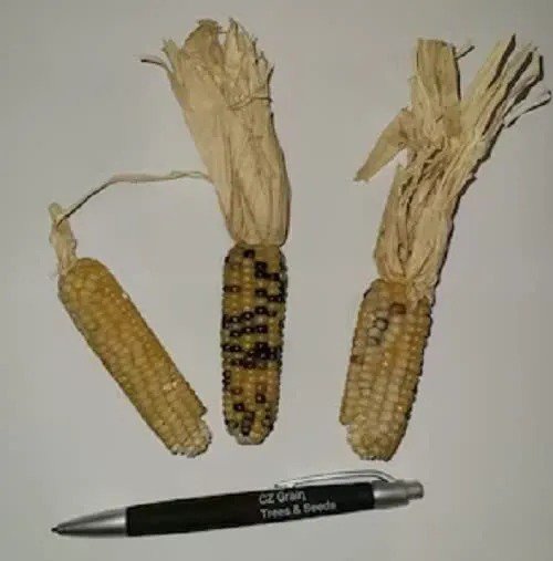 Fresh 500 Tom Thumb Corn Seeds To Grow Tiny Tim Indian Corn Tiny Ears Garden