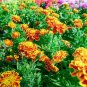Fresh 500 Sparky Marigold Seeds For Planting Beautiful Multi Colored Flowers Garden