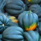 Fresh 50 Acorn Squash Seeds For Planting King Table Squash Delicious And Nutritious Garden
