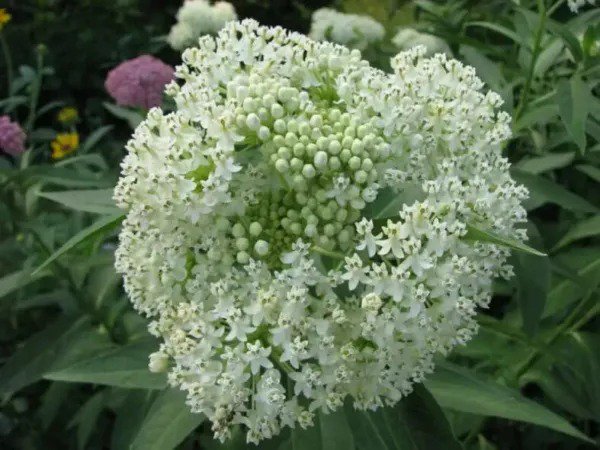Fresh 100 White Swamp Milkweed Native Seeds For Planting Whorled Milkweed Garden