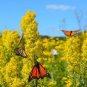 Fresh 100 Showy Goldenrod Seeds For Planting Solidago Speciosa Garden