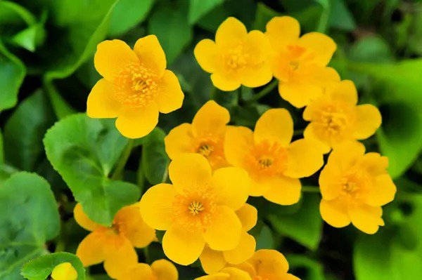 Fresh 50 Marsh Marigold Seeds For Planting Caltha Palustris Open Pollinated Variety Garden