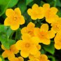 Fresh 50 Marsh Marigold Seeds For Planting Caltha Palustris Open Pollinated Variety Garden