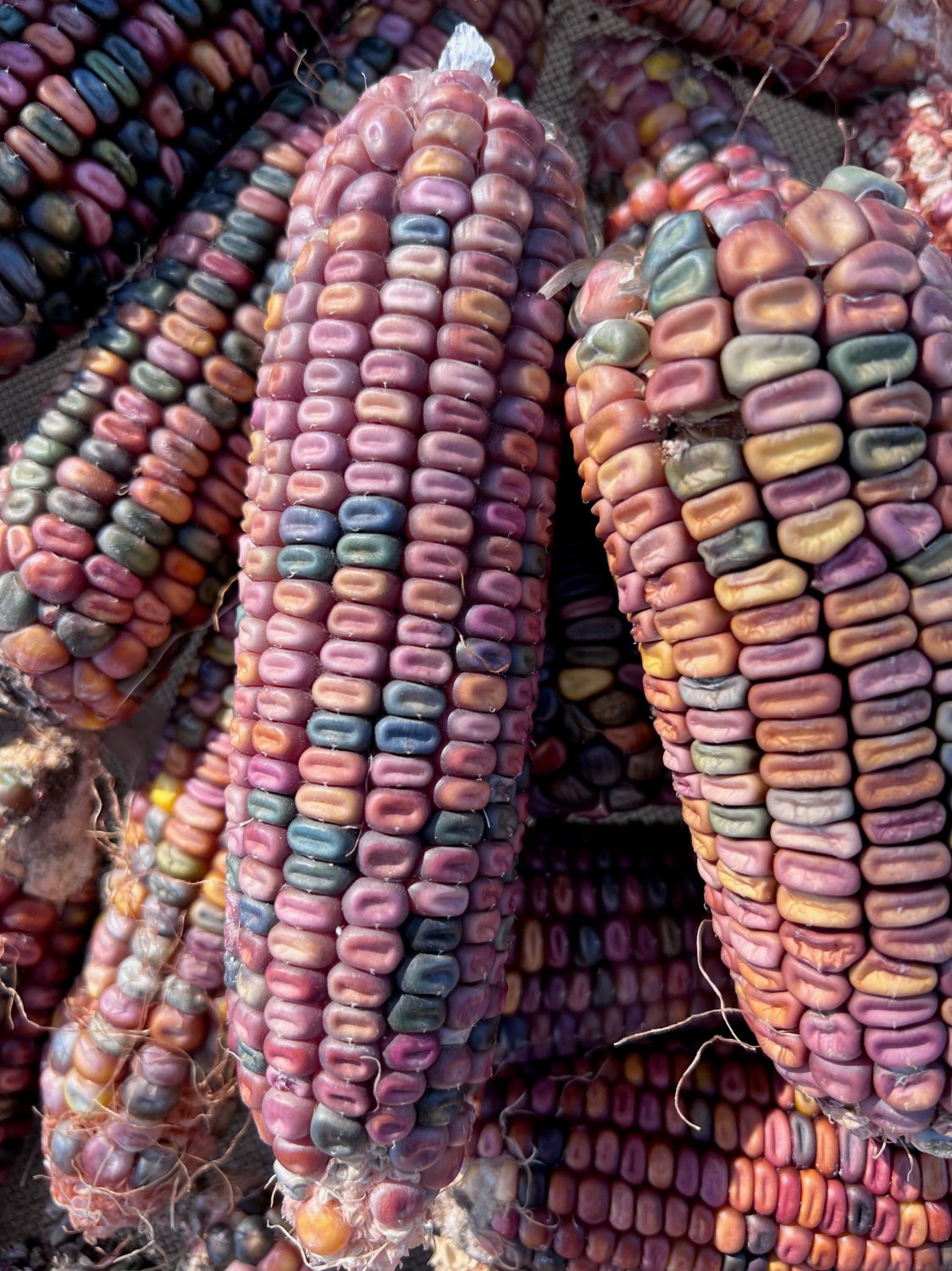 Fresh 100 Earth Tones Dent Corn Seeds For Planting Garden