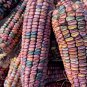 Fresh 100 Earth Tones Dent Corn Seeds For Planting Garden
