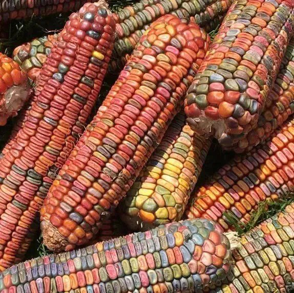 Fresh 50 Earth Tones Dent Corn Seeds For Planting Garden