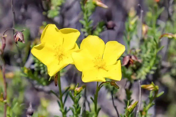 Fresh 50 Dwarf Creeping Rock Rose Seeds Blooming Ground Cover Fumana Procumbens Garden